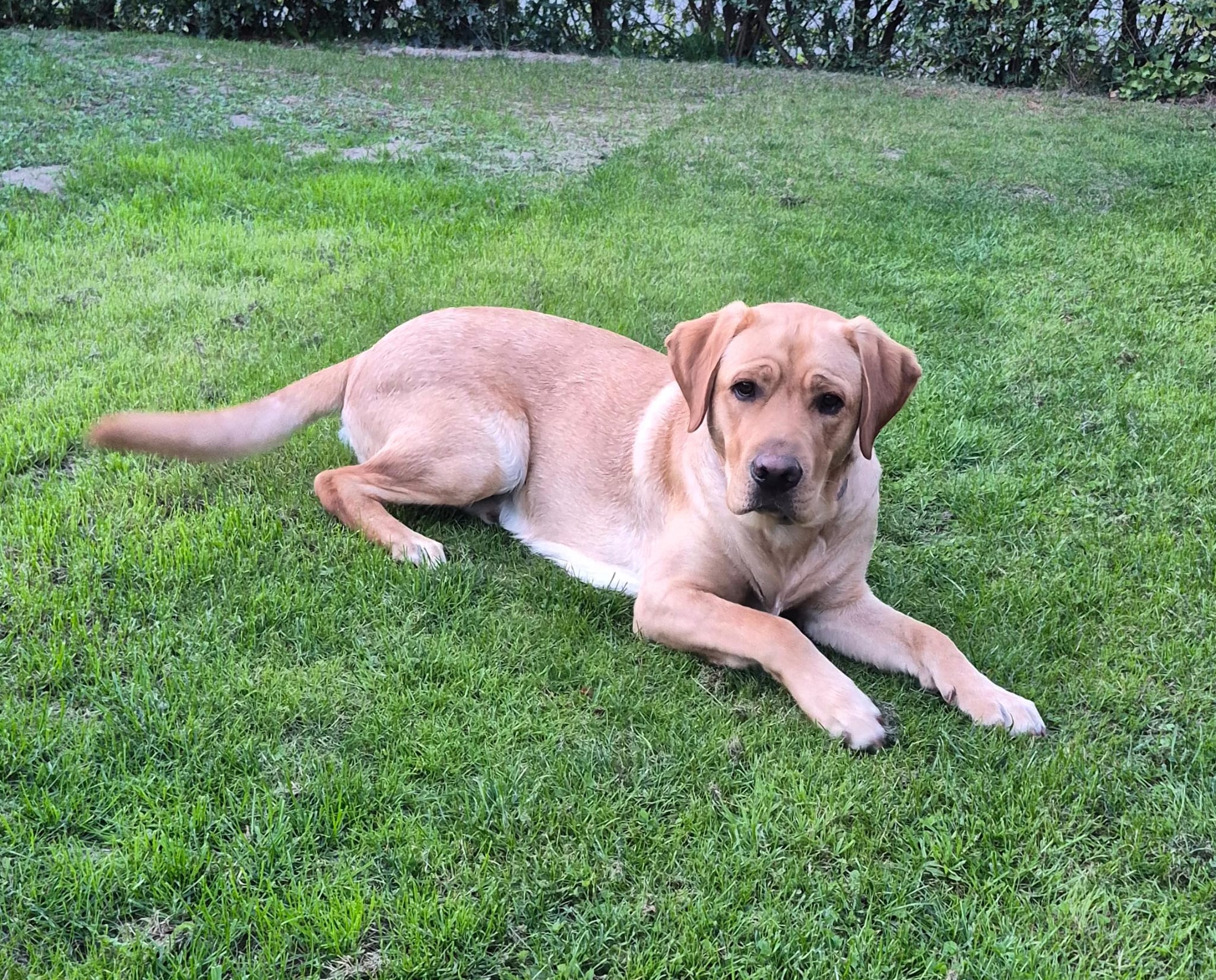 Sammy, der Werkstatthund, auf einer Wiese